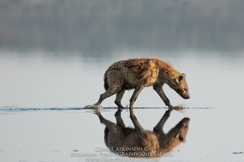 Spotted Hyena - Copyright © Grant Atkinson